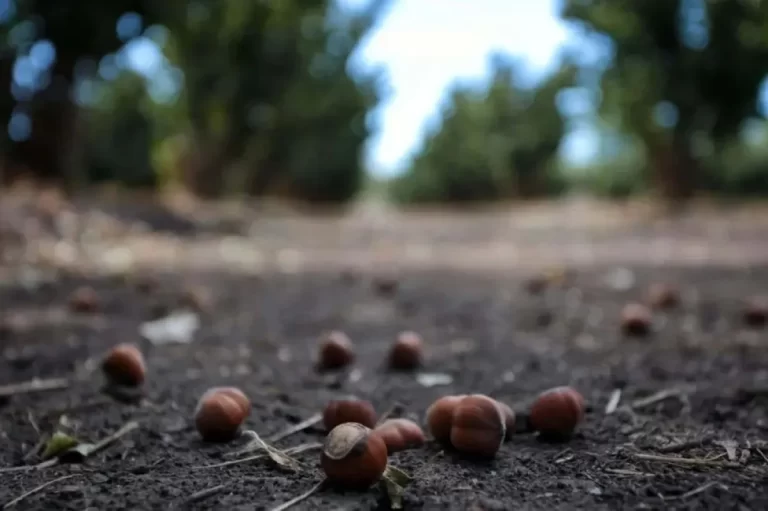 Mejores frutos secos para recuperar energía rápidamente